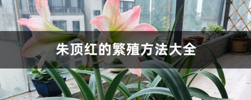 朱顶红的繁殖方法大全